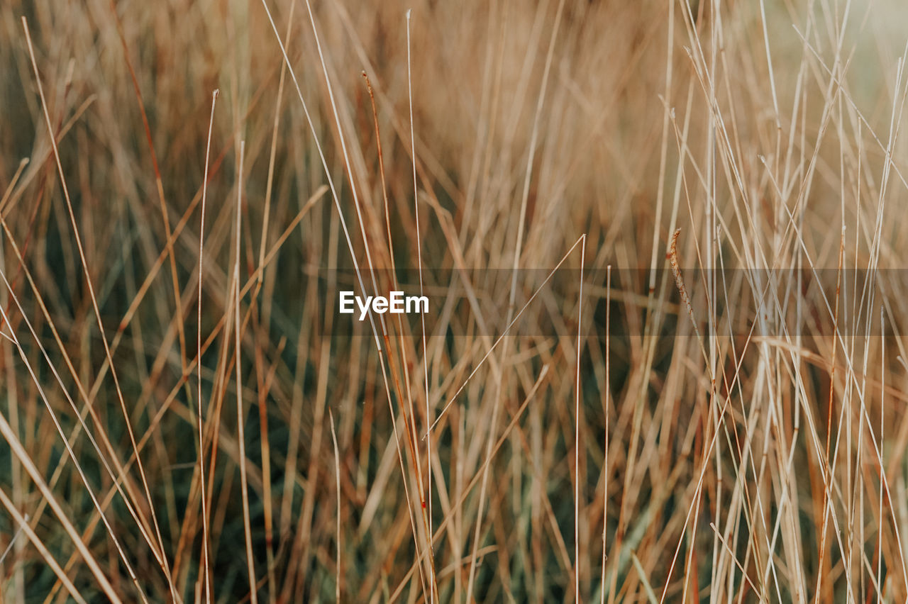 CLOSE-UP OF STALKS IN FIELD AGAINST BLURRED BACKGROUND