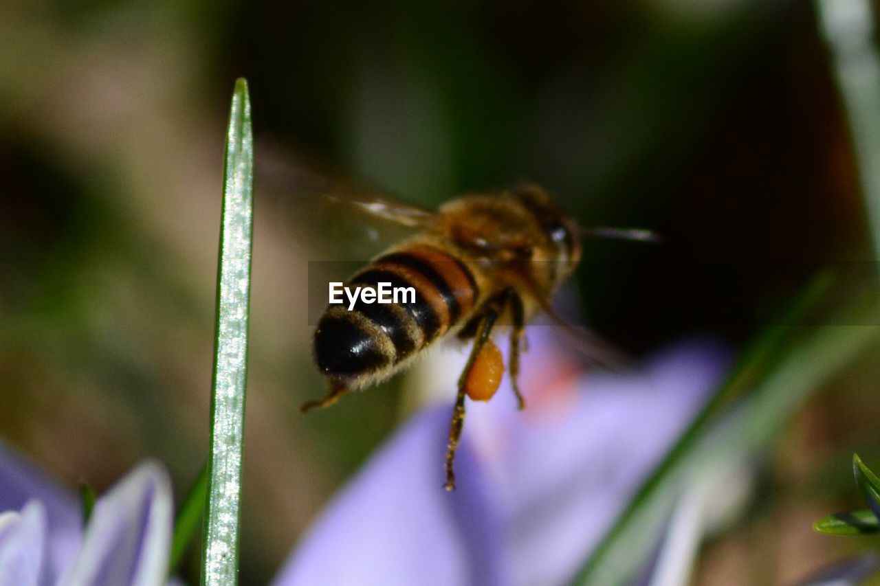 CLOSE-UP OF BEE POLLINATING ON FLOWER