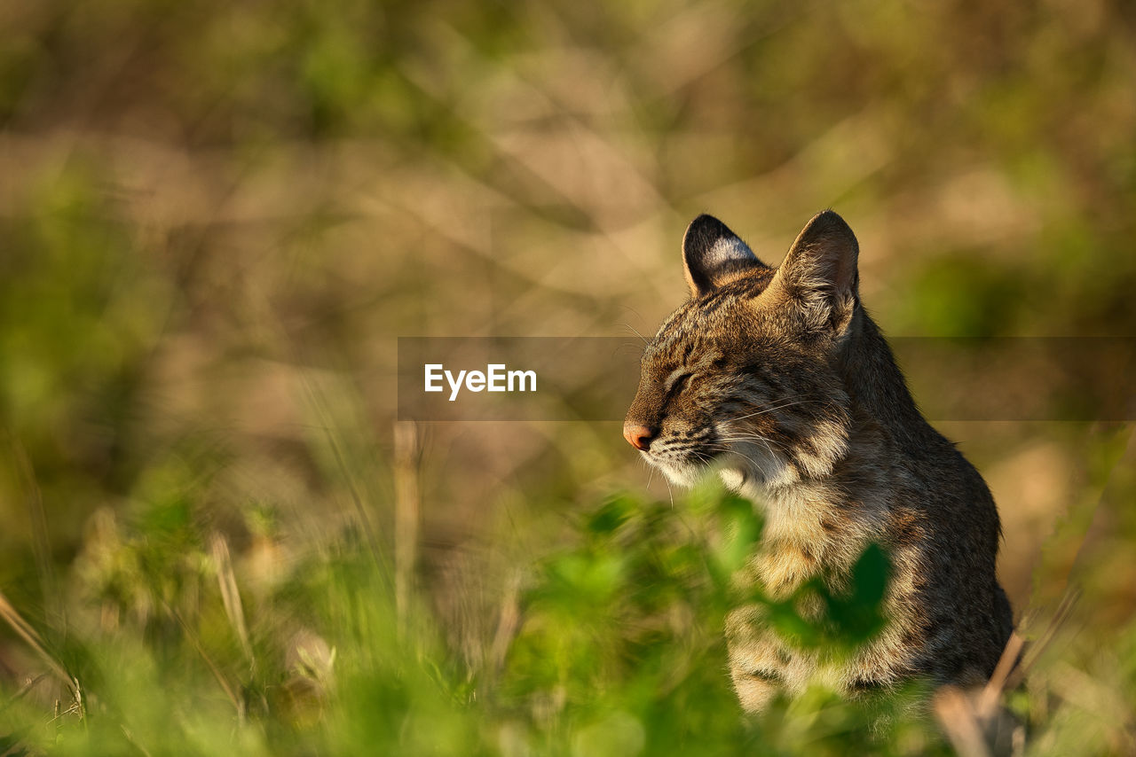 Close-up of cat on field