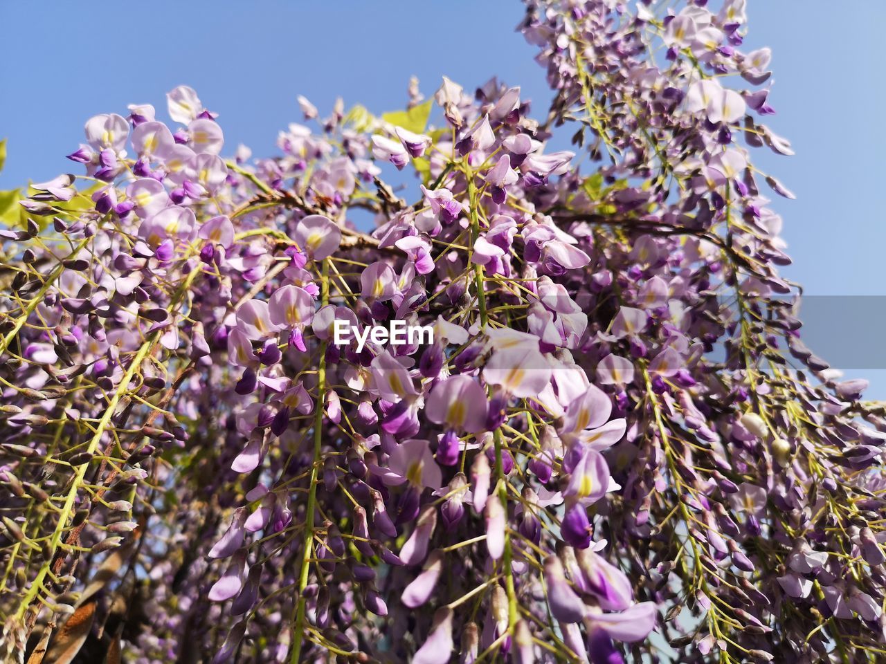plant, flower, flowering plant, growth, beauty in nature, nature, blossom, lilac, freshness, sky, tree, low angle view, fragility, purple, no people, springtime, spring, day, clear sky, branch, shrub, pink, outdoors, close-up, wildflower, wisteria, botany, sunlight