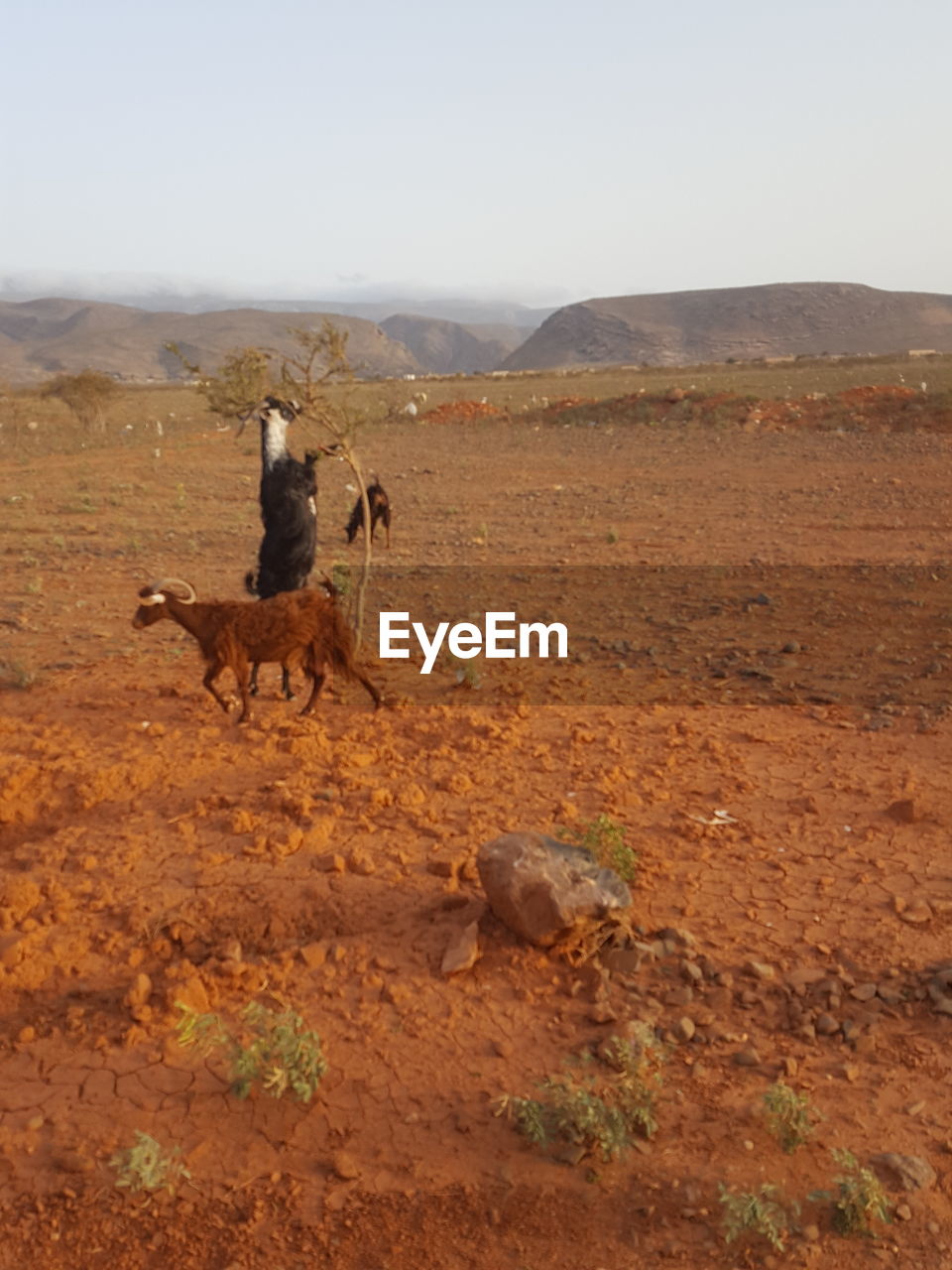 VIEW OF TWO HORSES ON FIELD