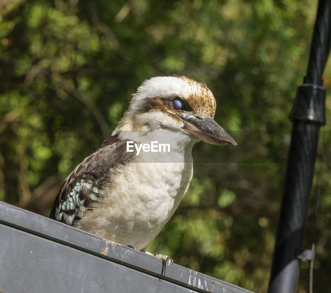 BIRD PERCHING ON RAILING