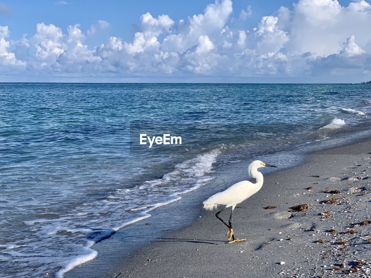 Egret on sand beach, gulf coast florida 