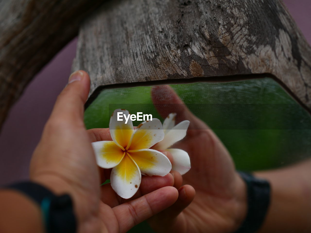 Close-up of hand holding white flower against mirror