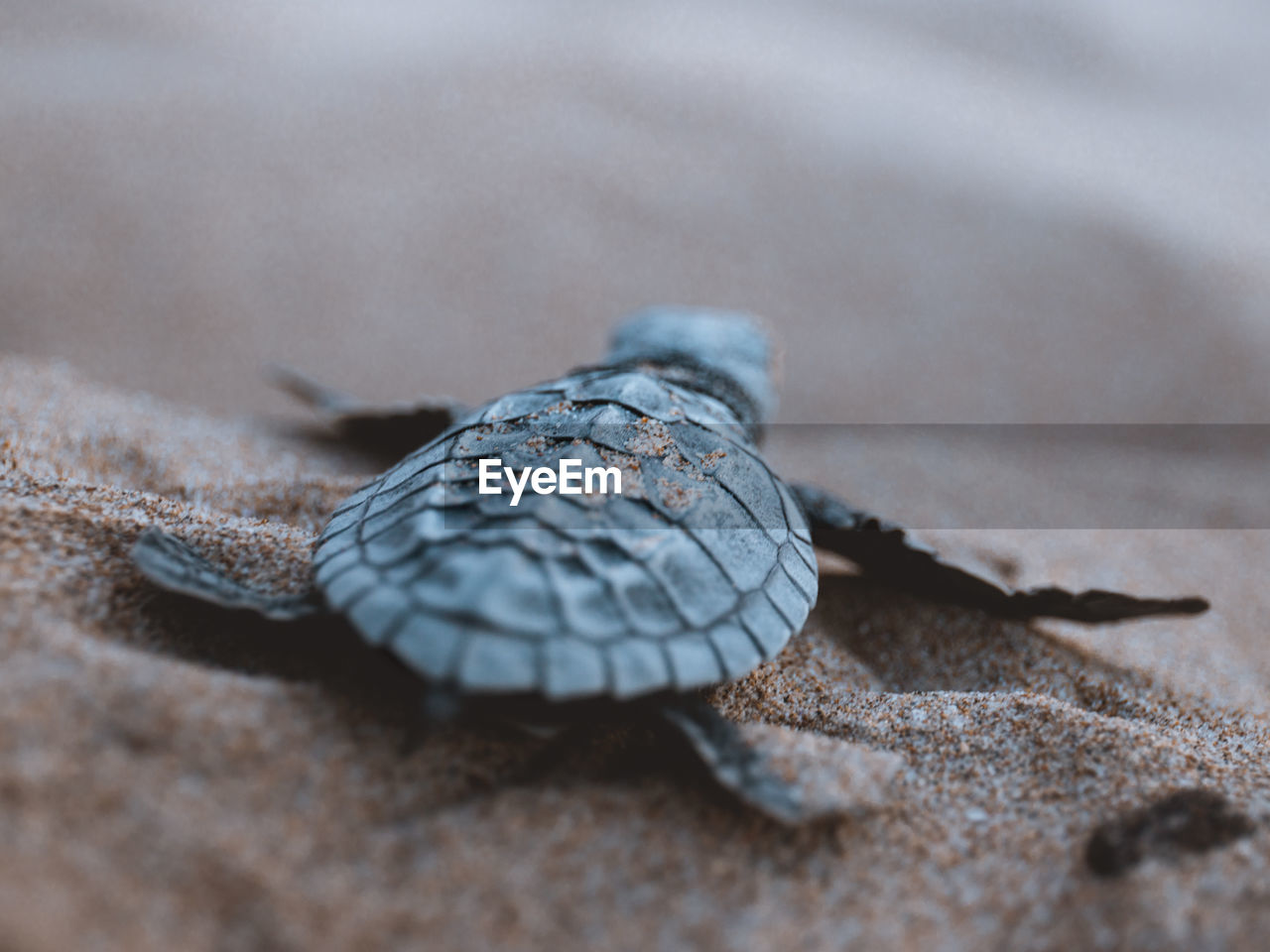 Close-up of turtle on rock