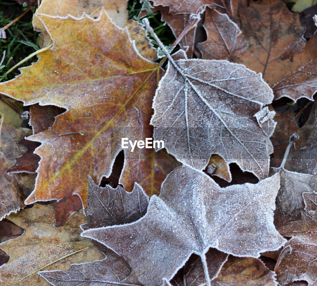 Frozen leaves on field