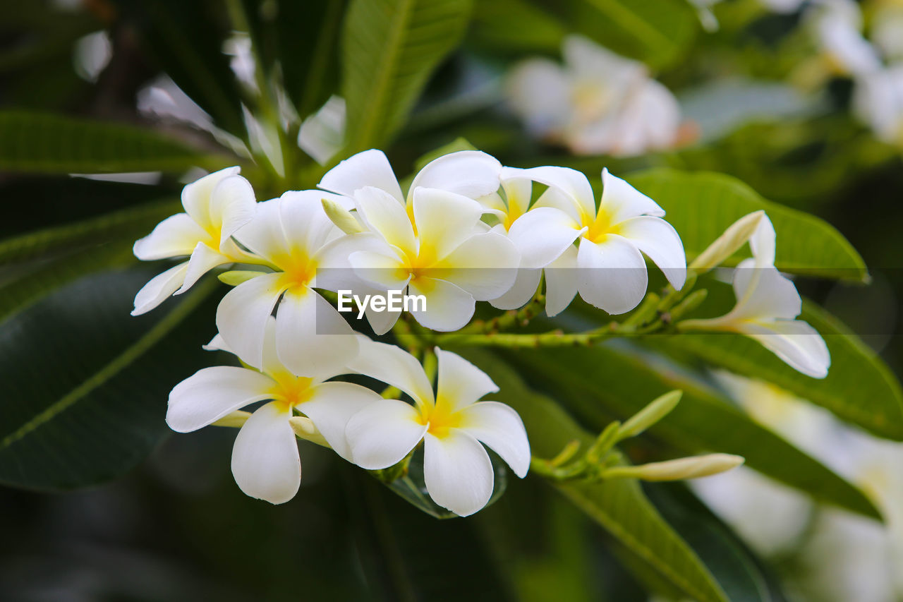 CLOSE-UP OF WHITE FLOWER