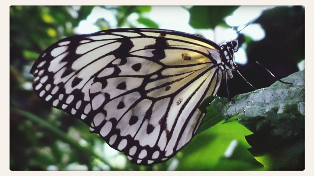 CLOSE-UP OF BUTTERFLY ON PLANT