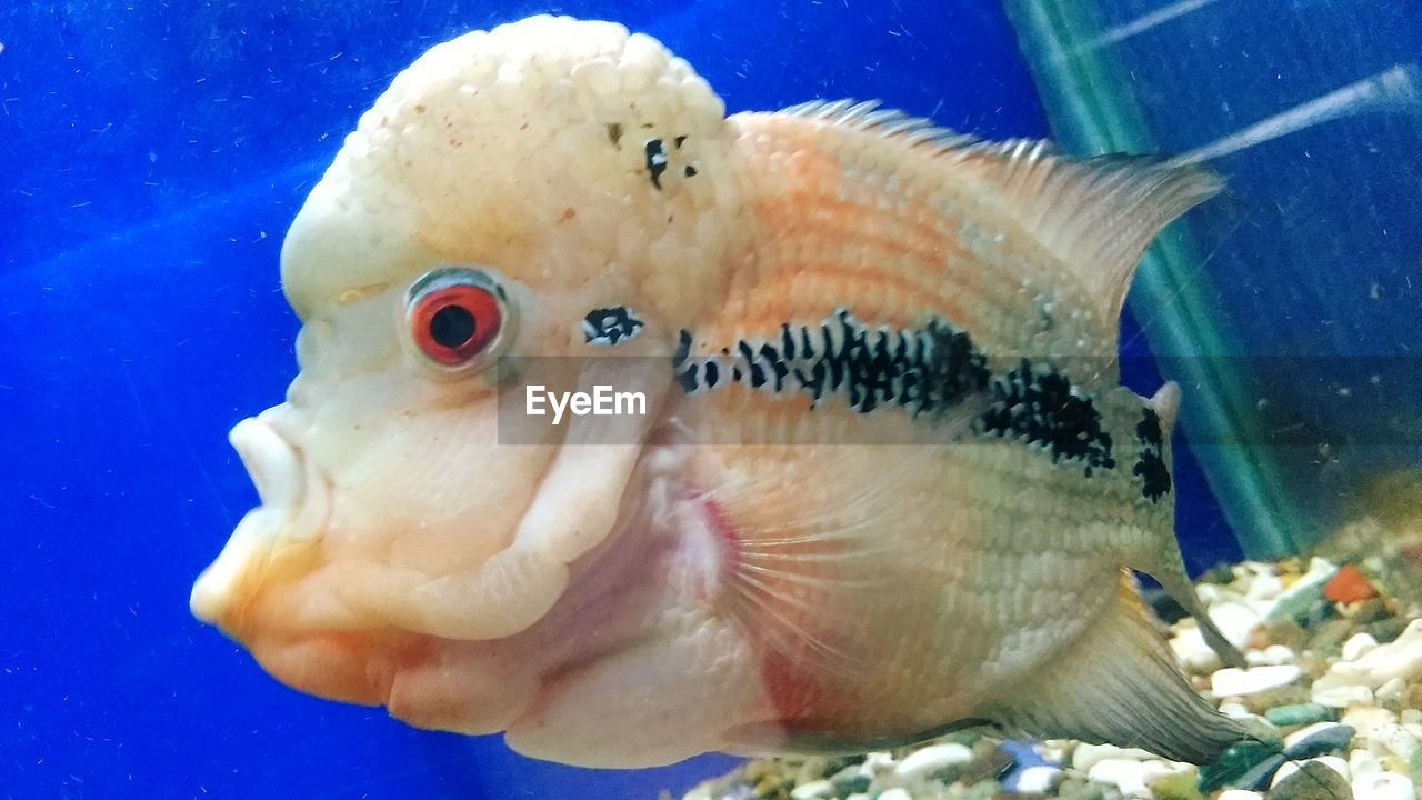 CLOSE-UP OF FISH SWIMMING IN AQUARIUM