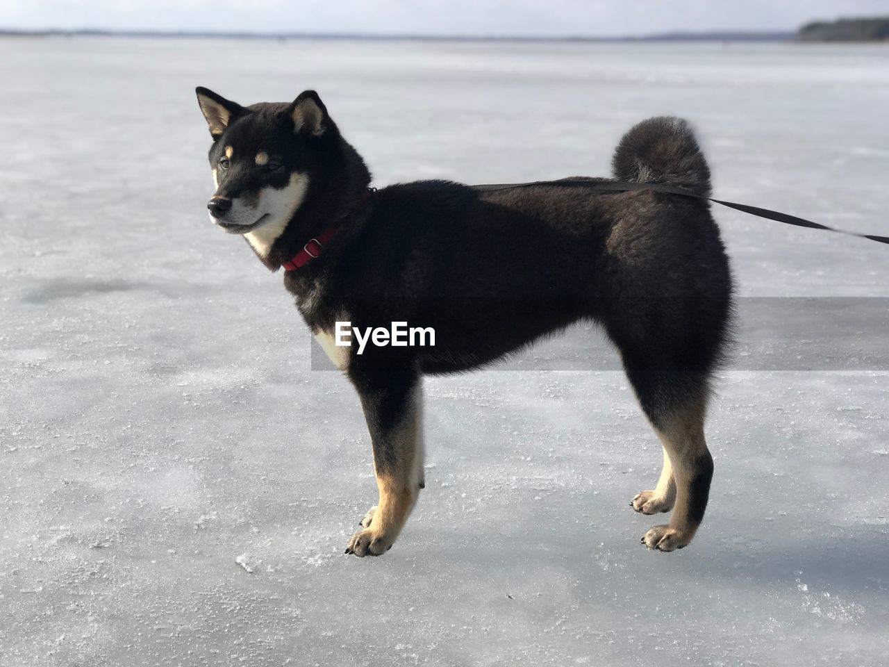 BLACK DOG STANDING ON SNOW