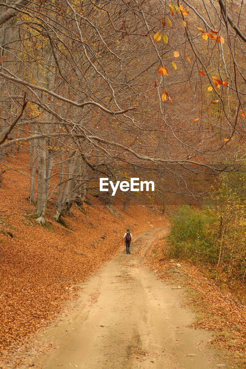 Rear view of person walking on dirt road in forest