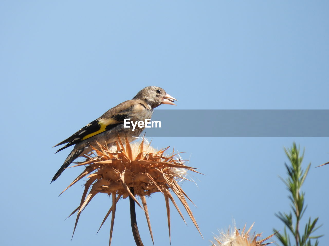 low angle view of bird perching on plant against clear blue sky