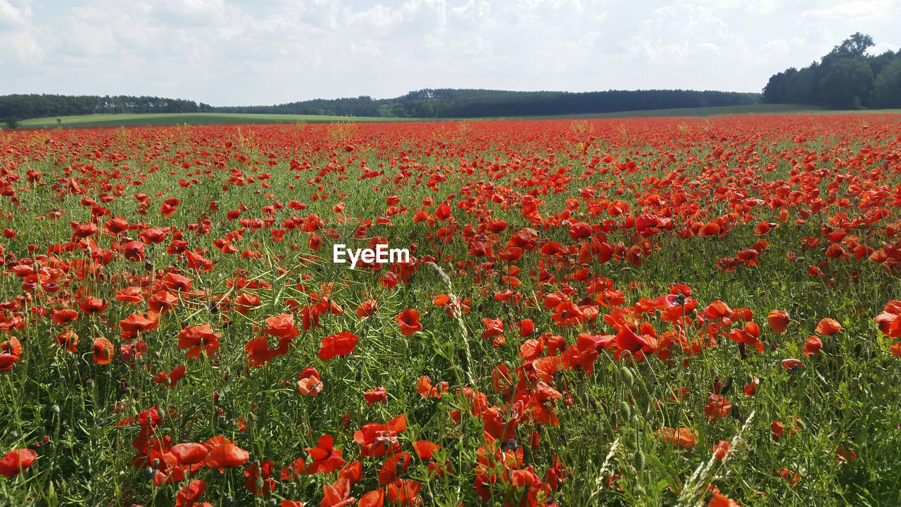 Red poppies growing on field