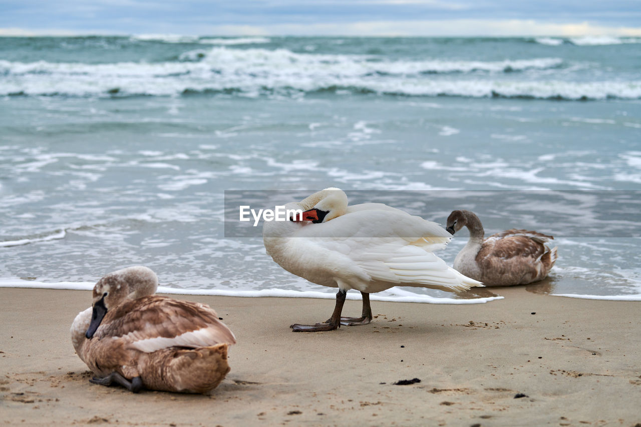 Beautiful white mute swans with brown cygnets resting on sandy beach near baltic sea. flock of water