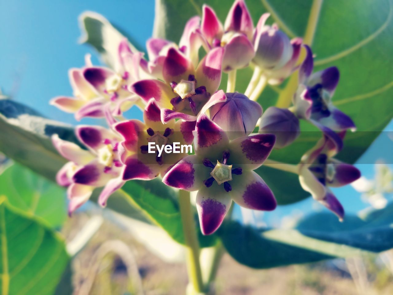 CLOSE-UP OF PURPLE FLOWERING PLANTS