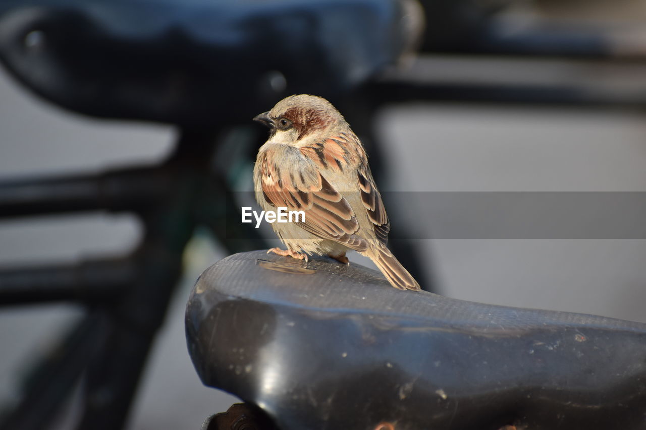 CLOSE-UP OF BIRD