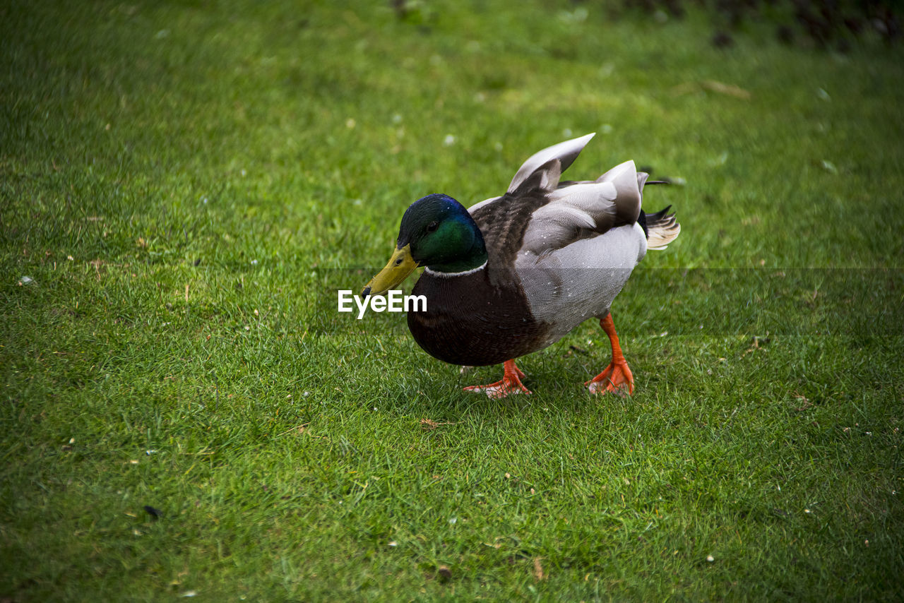 Mallard duck on field