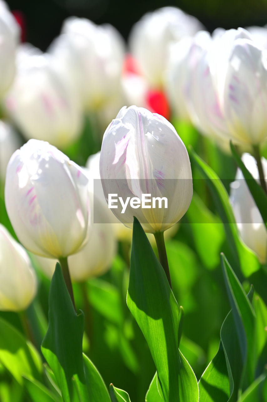 plant, flower, flowering plant, freshness, beauty in nature, tulip, close-up, nature, fragility, springtime, growth, petal, no people, flower head, leaf, green, inflorescence, plant part, blossom, outdoors, white, selective focus, focus on foreground, flowerbed, summer, pink, plant stem, plant bulb, bud