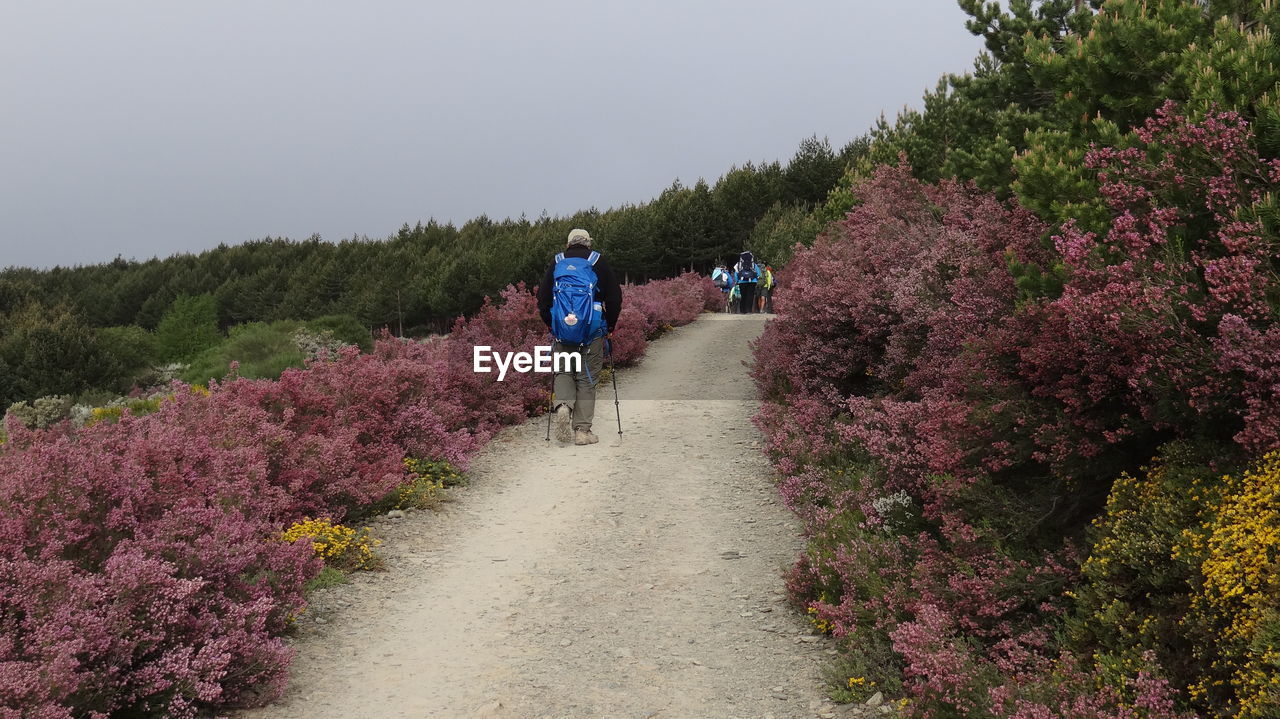 REAR VIEW OF MAN WALKING ON FLOWERING PLANTS