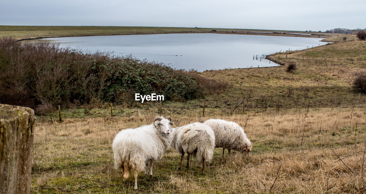 SHEEP GRAZING IN THE FIELD