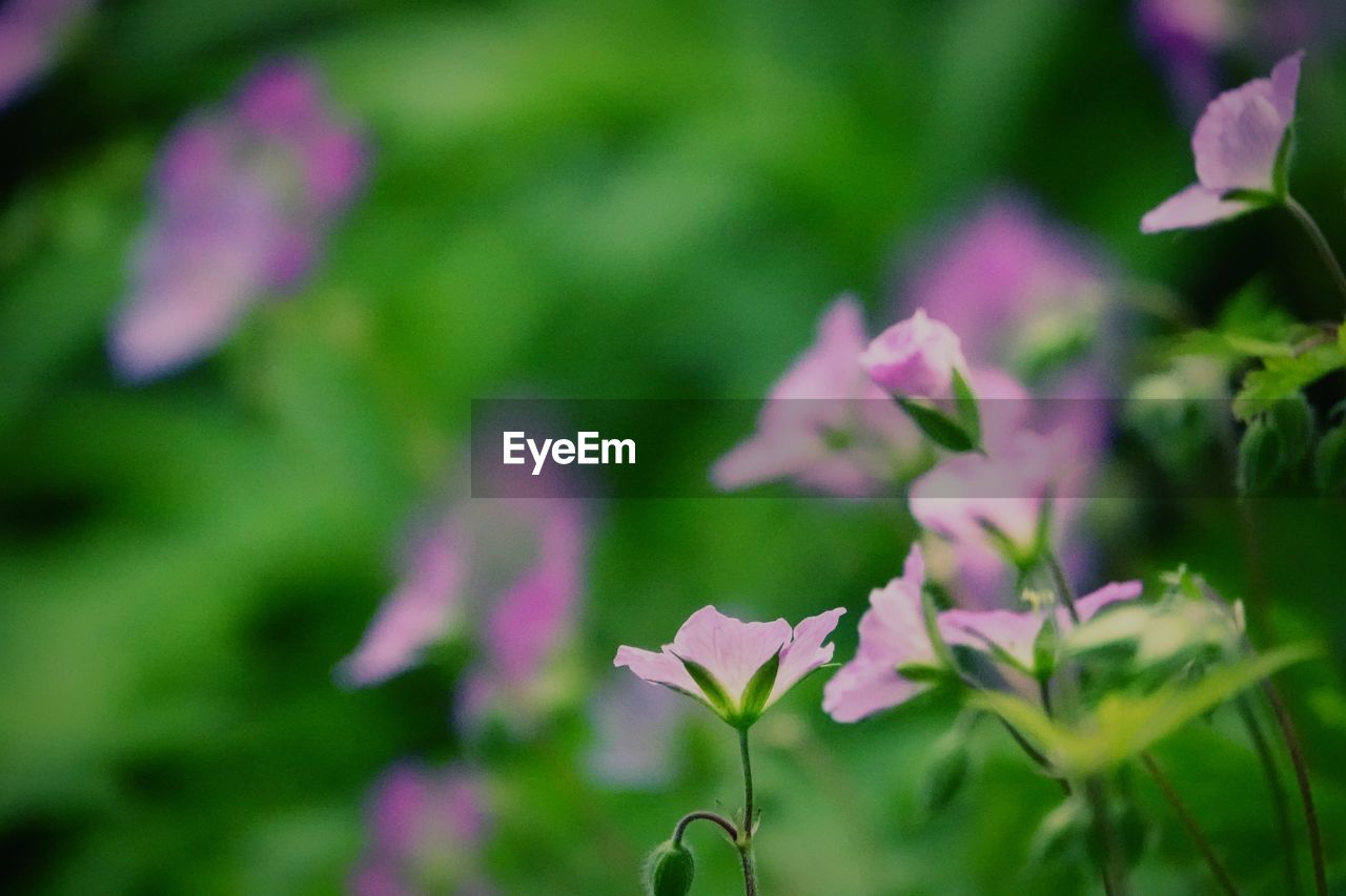 Close-up of pink flowering plant