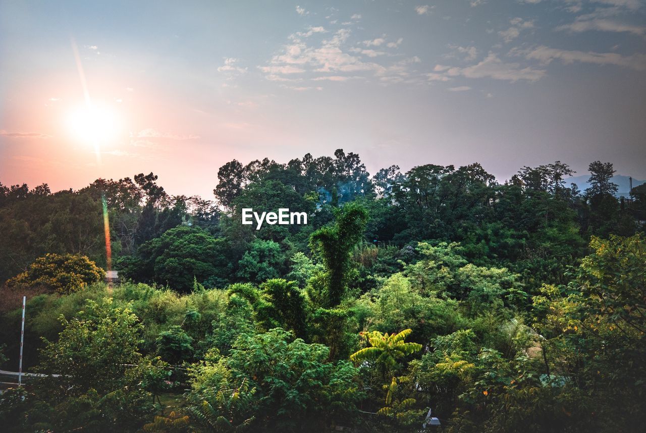 Trees against sky during sunset