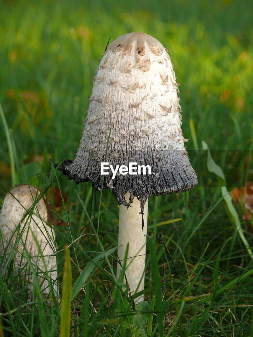 CLOSE-UP OF MUSHROOMS GROWING ON GRASSY FIELD