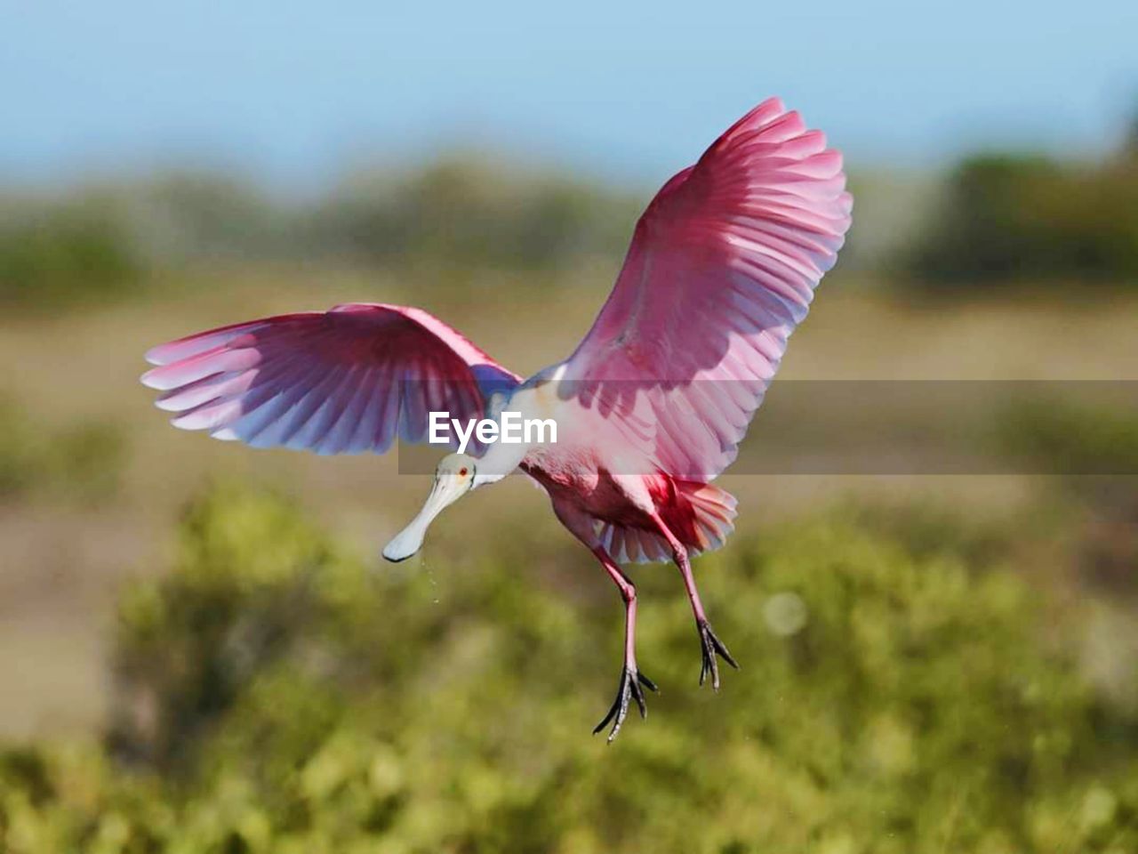 BIRD FLYING OVER A PINK A FLOWER