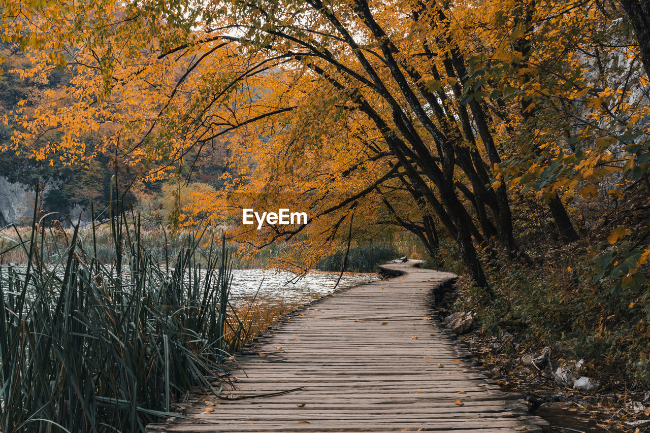 tree, plant, autumn, the way forward, leaf, footpath, nature, beauty in nature, tranquility, land, scenics - nature, tranquil scene, no people, morning, wood, day, forest, sunlight, diminishing perspective, woodland, boardwalk, non-urban scene, growth, outdoors, branch, water, landscape, plant part, idyllic, bridge, orange color, environment, footbridge, winter, narrow, vanishing point, natural environment, architecture, reflection