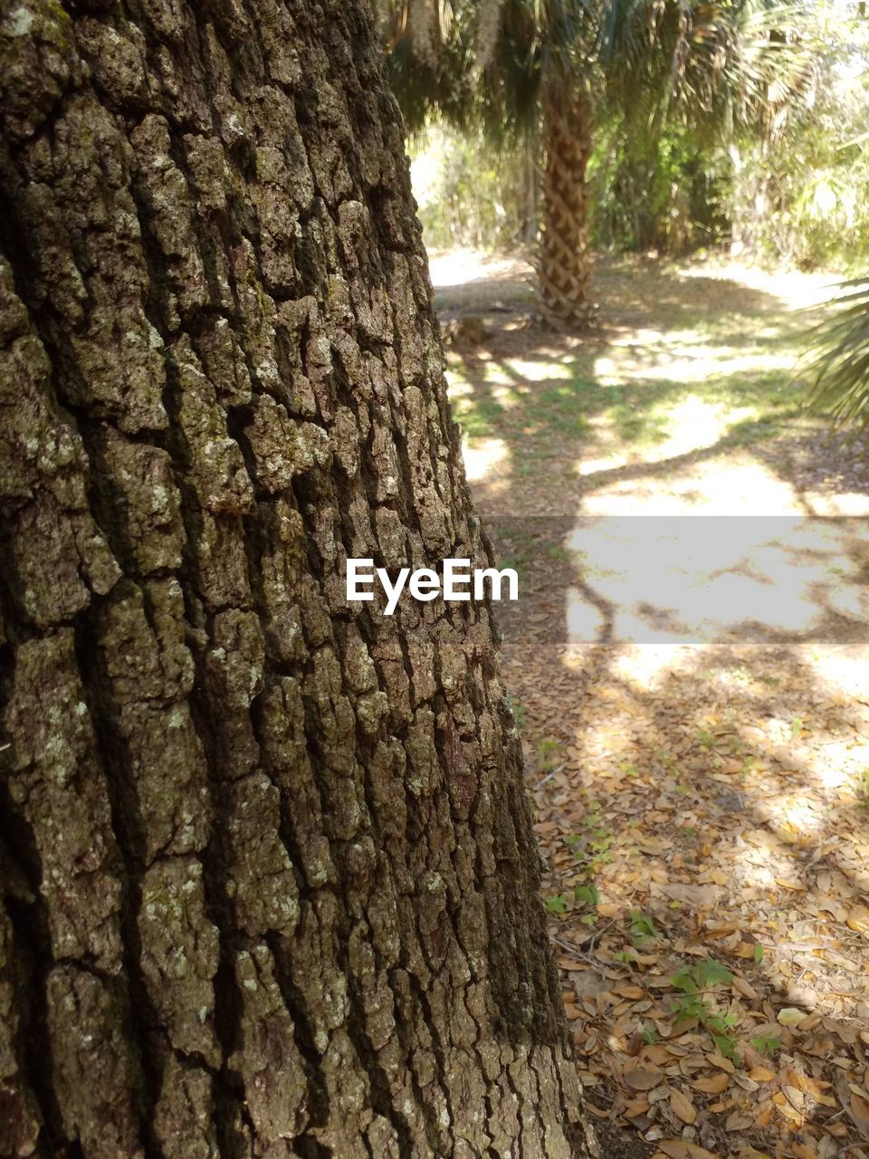 CLOSE-UP OF TREE BARK IN FOREST