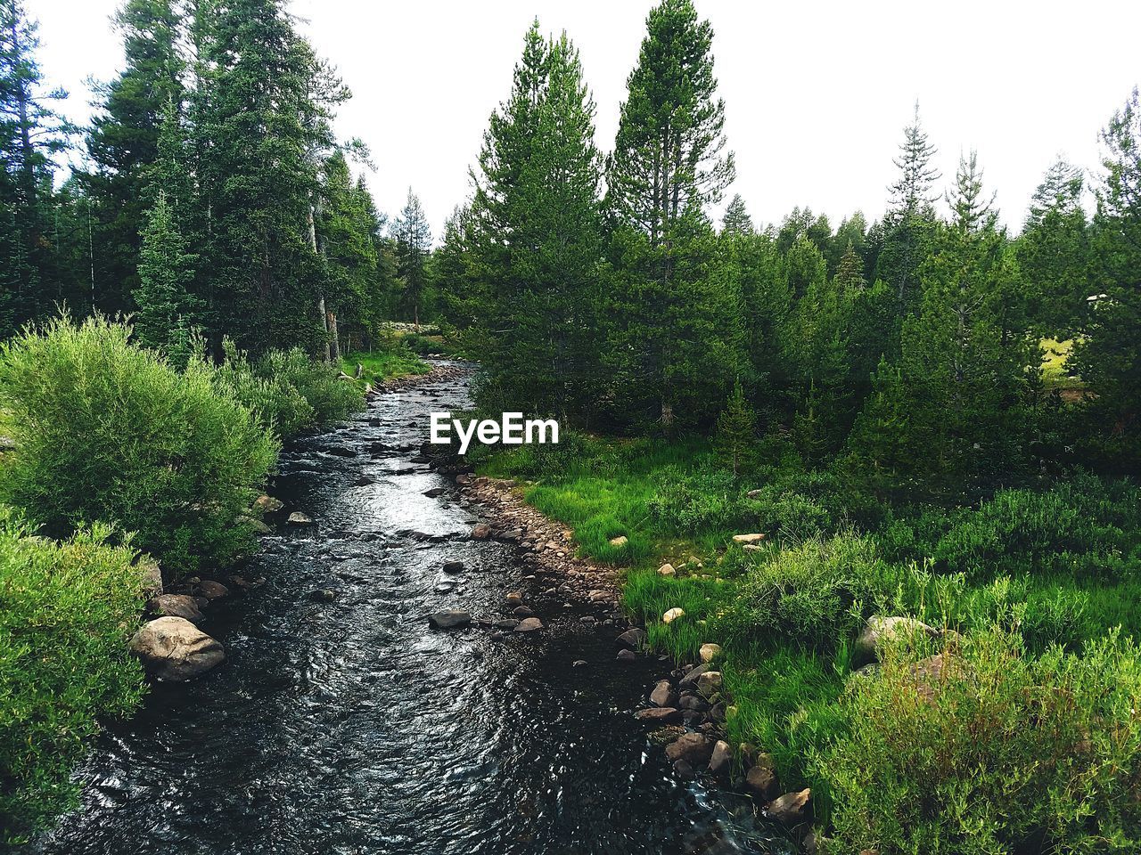 VIEW OF TREES IN FOREST