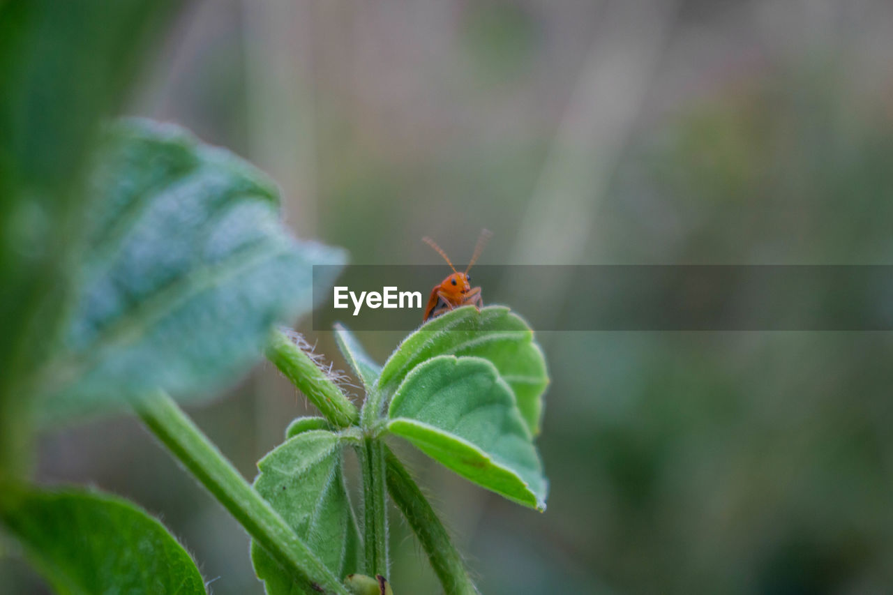 Close-up of insect on plant