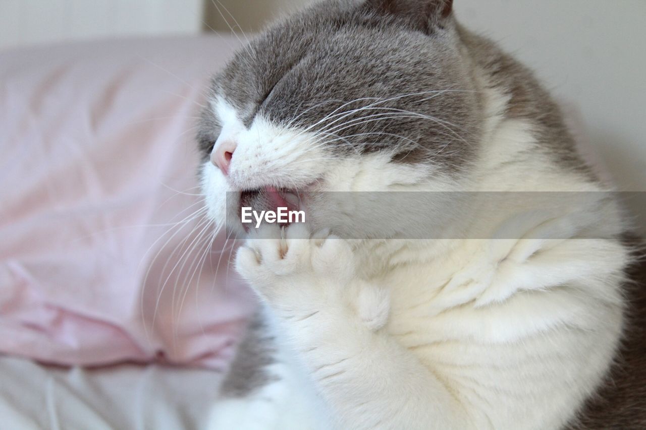 Close-up of cat with eyes closed