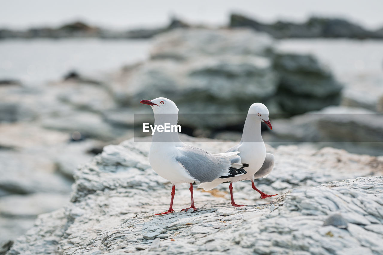 Pair of seagulls perching on a rocky beach