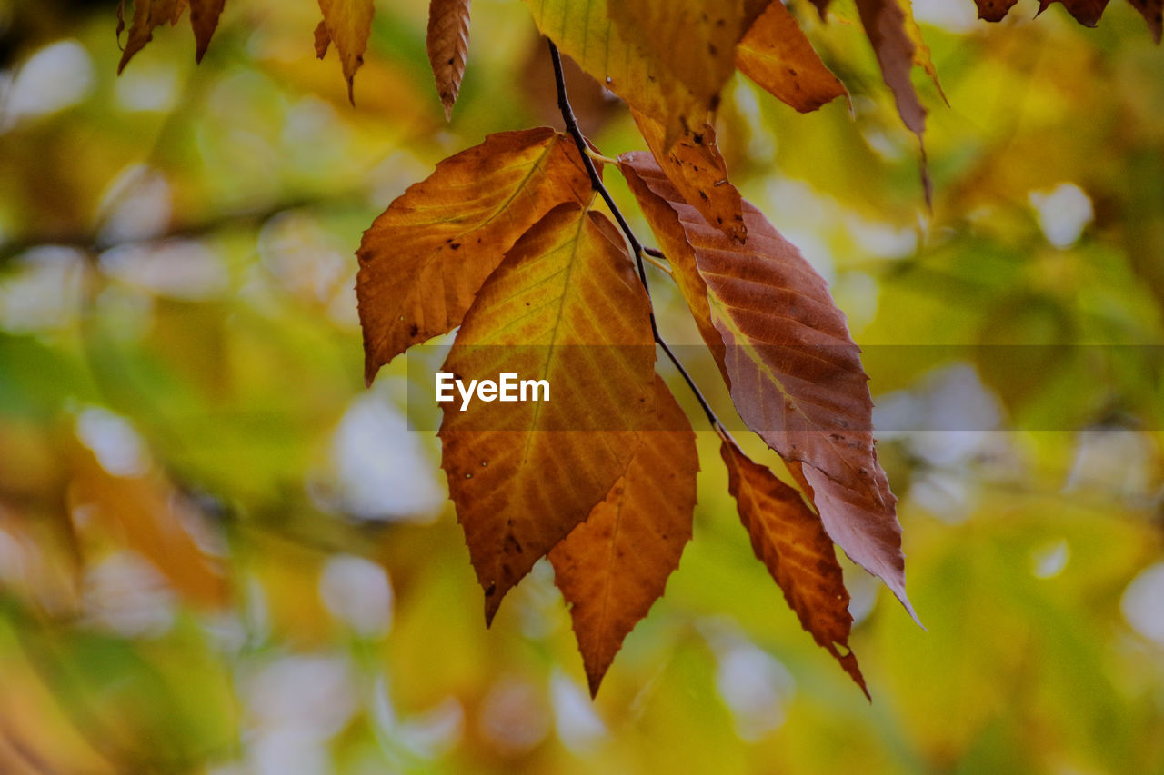 Low angle view of maple leaves on branch