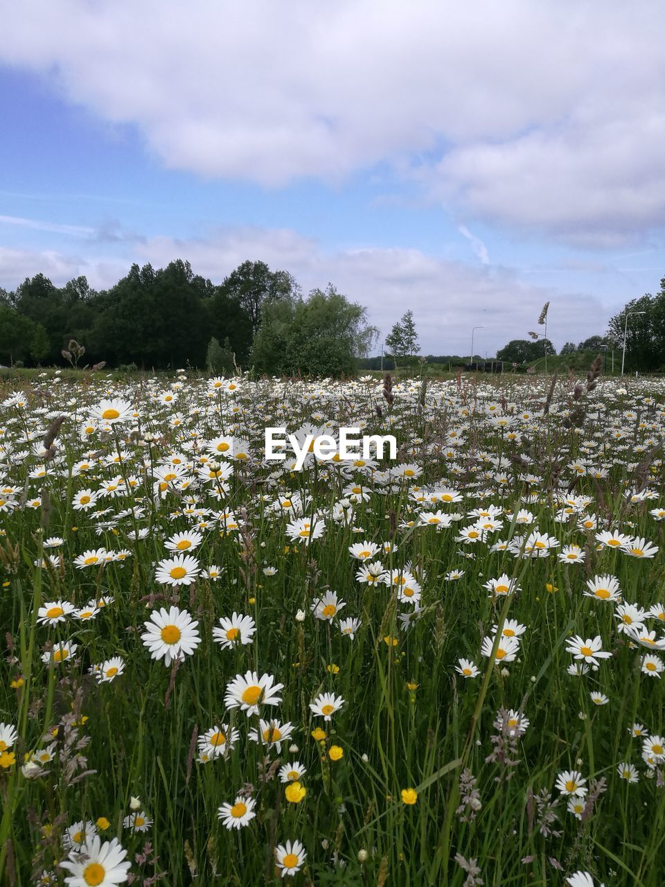 FRESH WHITE FLOWERS IN FIELD