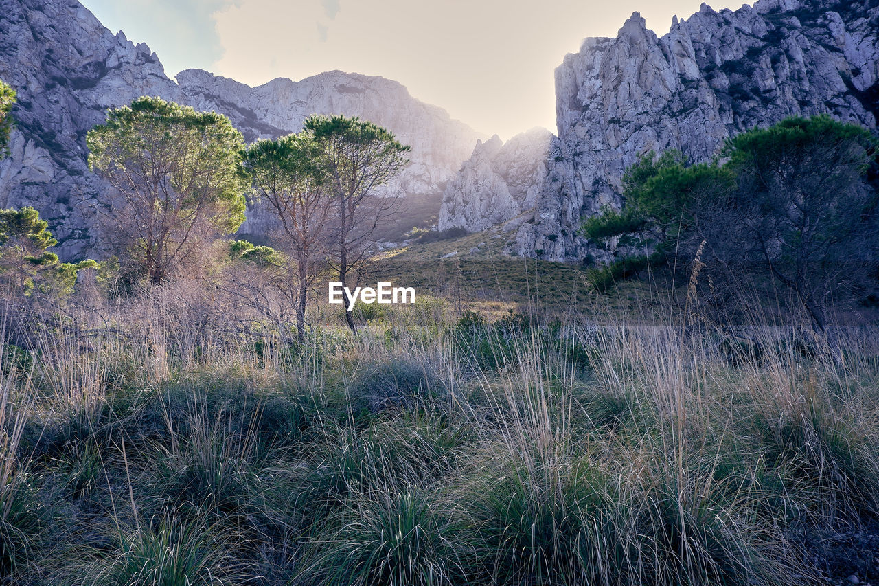 PLANTS GROWING ON LAND