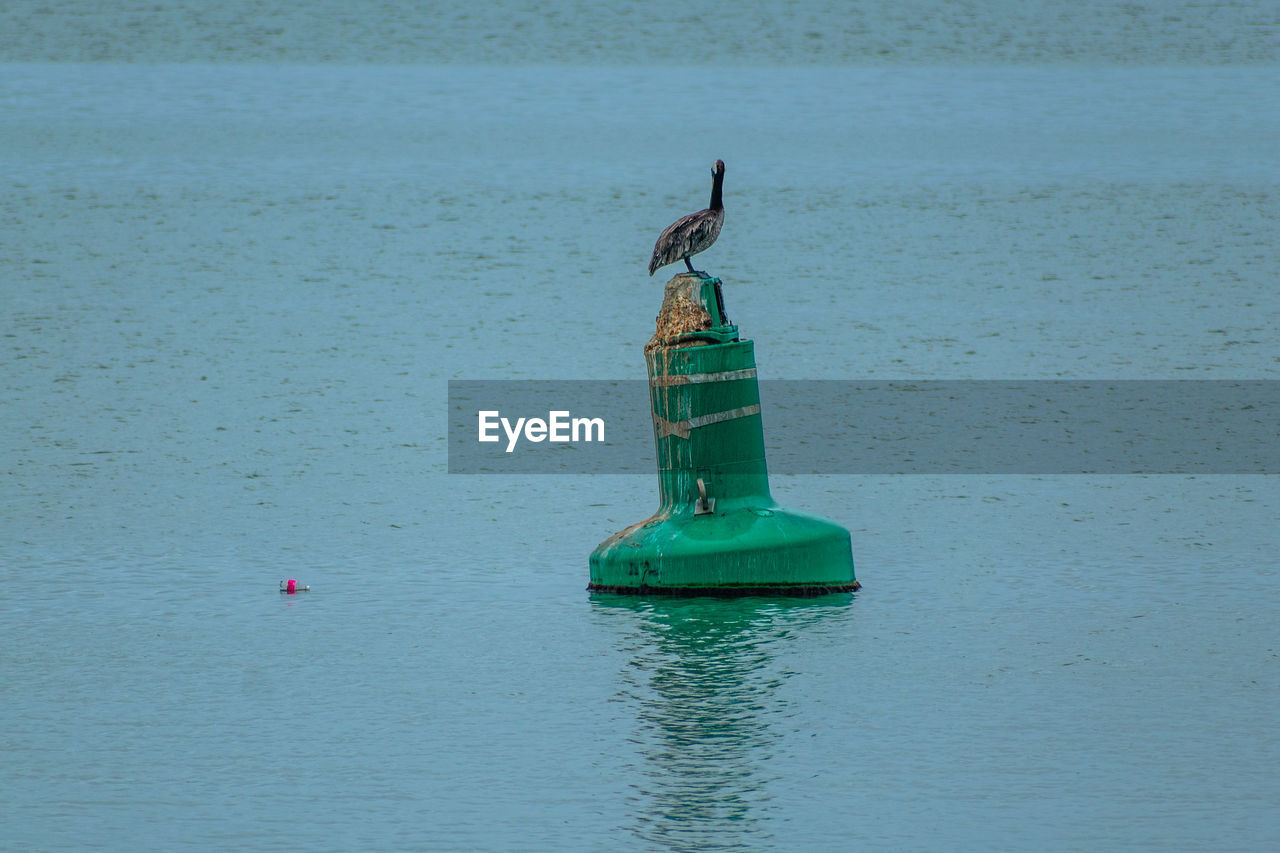 BIRD ON A BOAT