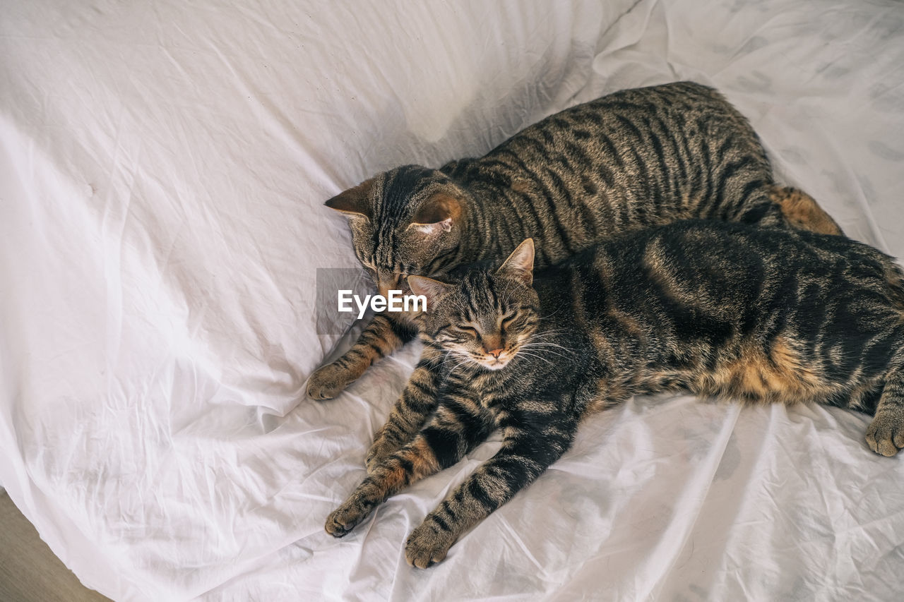 high angle view of cat lying on bed