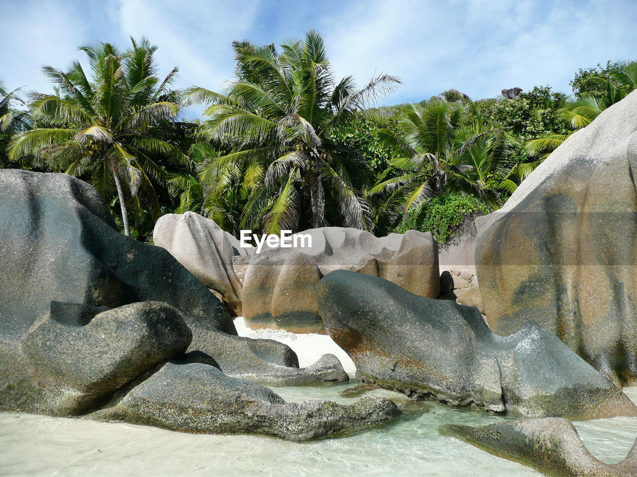 View of trees on beach