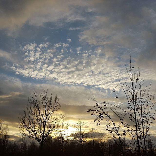 LOW ANGLE VIEW OF BARE TREES AGAINST SKY AT SUNSET