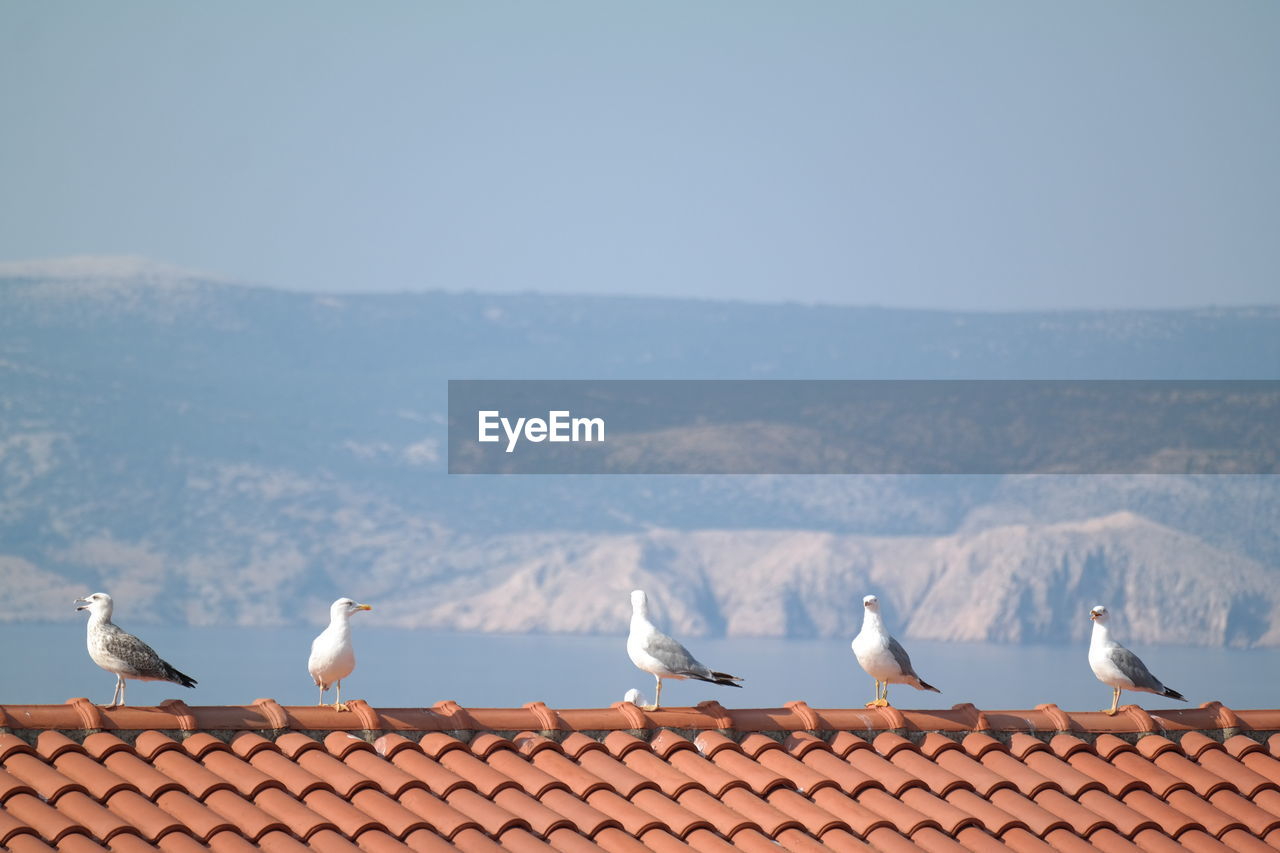 Seagulls perching on house roof against clear sky