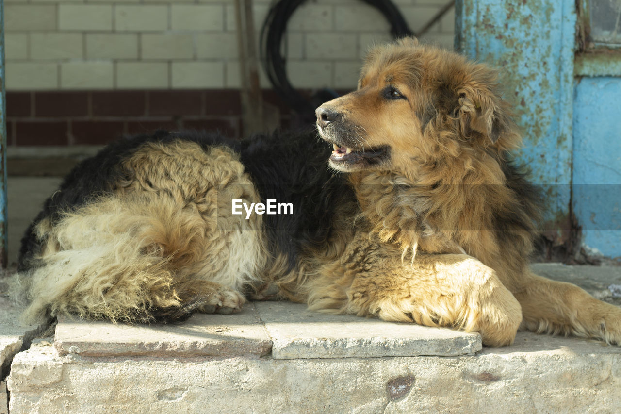 Stray dog on street. pet in town. animal with long hair.