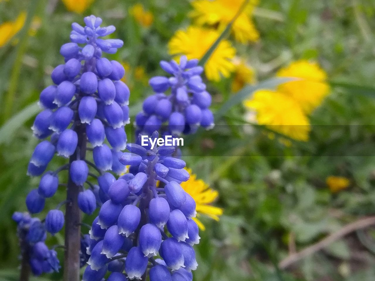 Close-up of purple flowers blooming