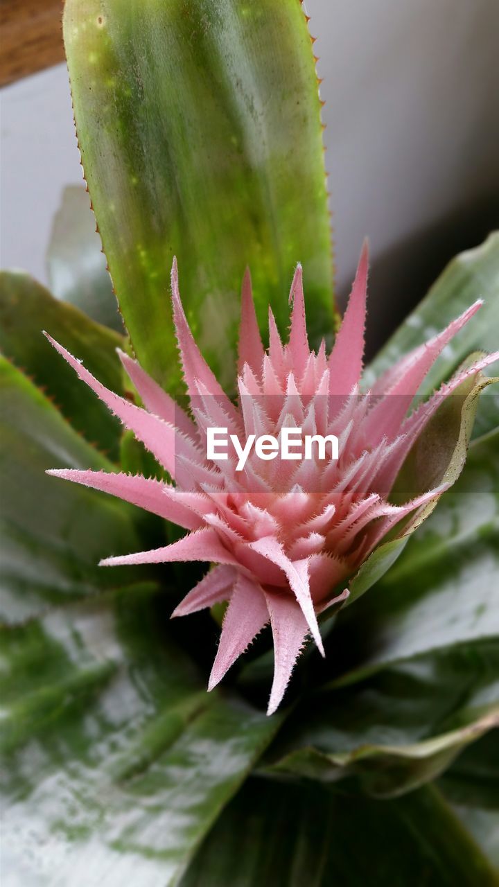 CLOSE-UP OF PINK FLOWERS BLOOMING IN POND