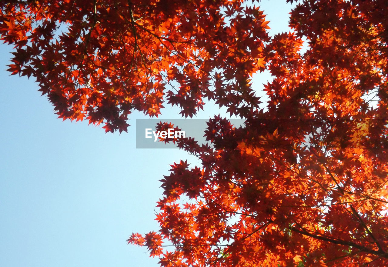 Low angle view of tree against sky during autumn