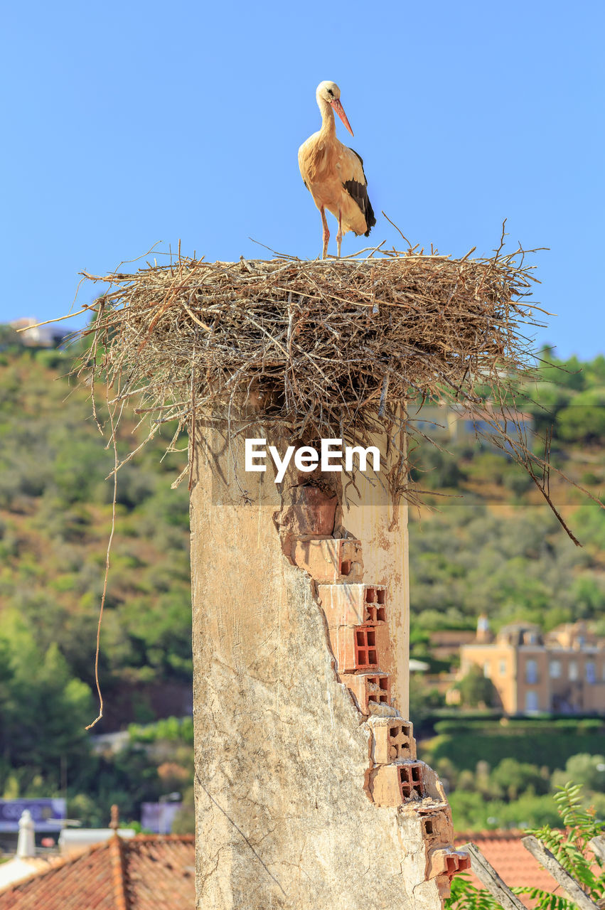 CLOSE-UP OF BIRD PERCHING ON WOODEN POST AGAINST SKY