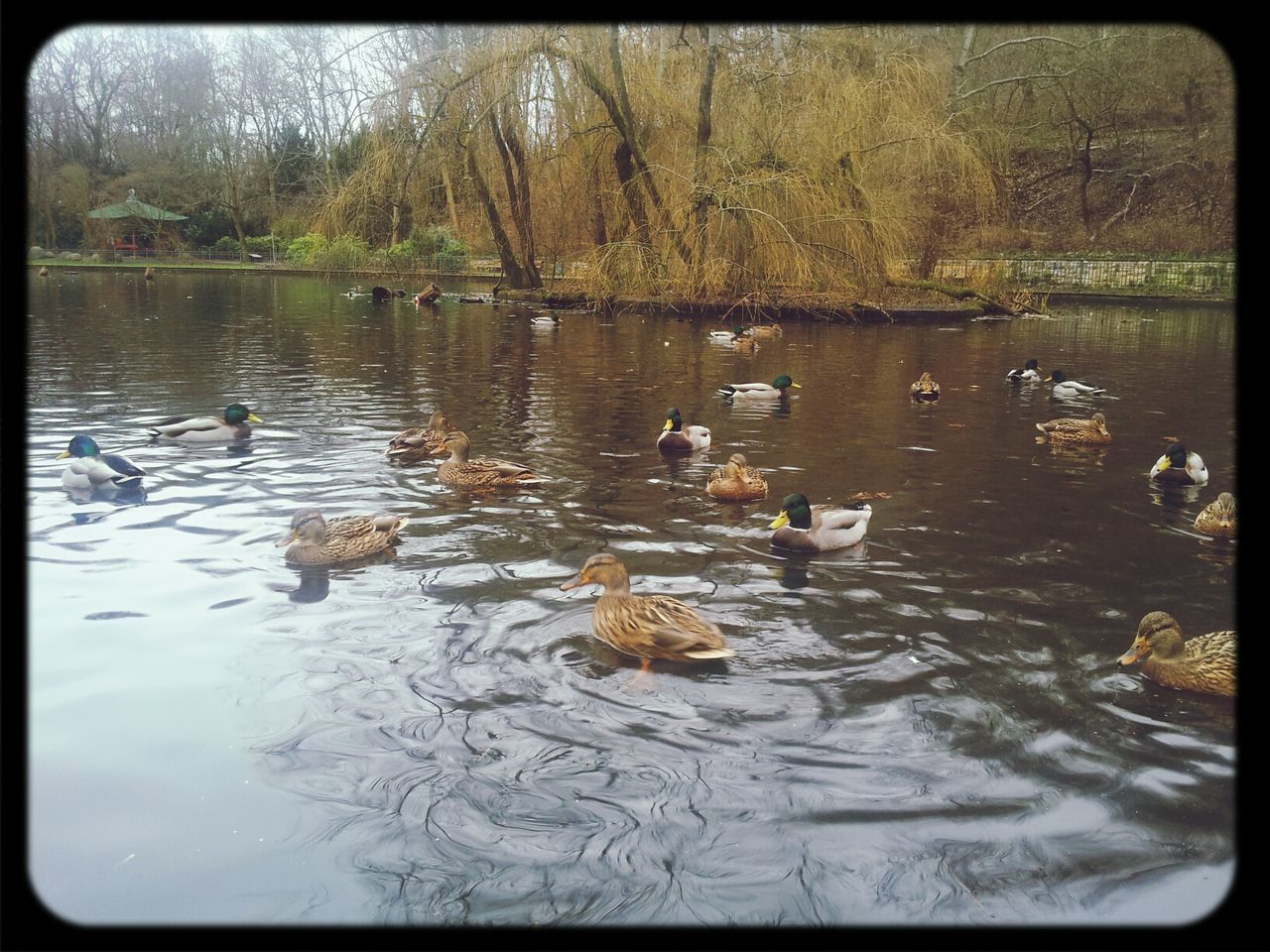 Flock of mallard ducks swimming in lake