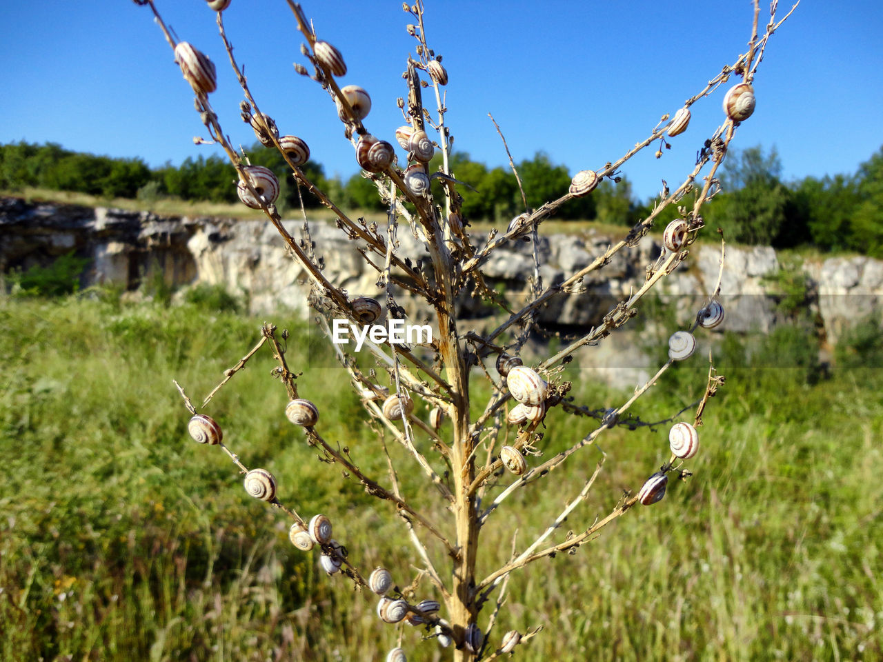 PLANTS GROWING ON FIELD