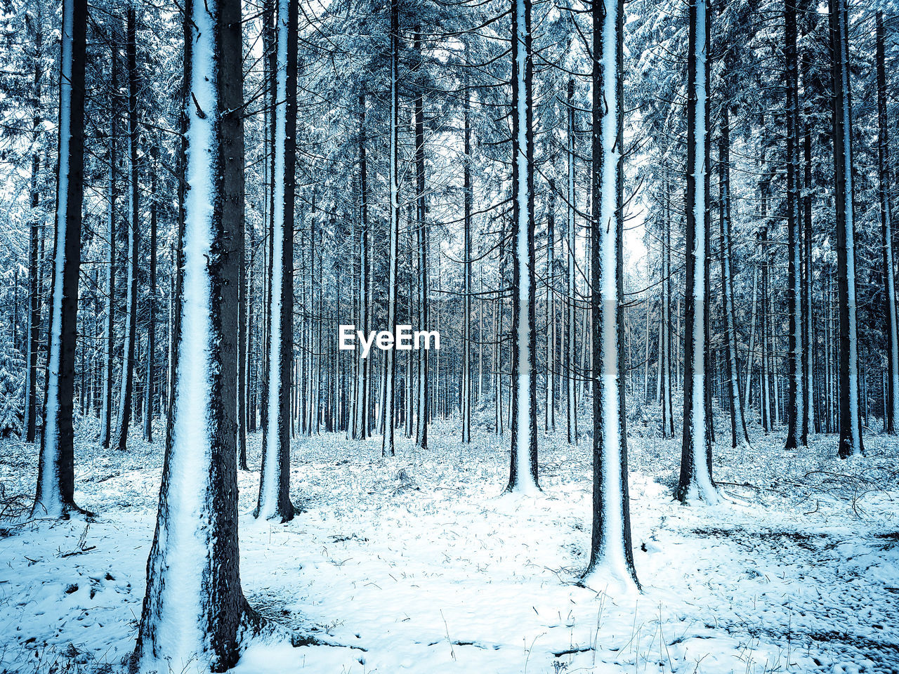 Trees in forest, covered in snow